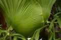 Aristolochia indica Ã Â¹ÆÃ Â¸Å¡Ã Â¸ÂÃ Â¸Â£Ã Â¸Â°Ã Â¹â¬Ã Â¸Å Ã Â¹â°Ã Â¸Â²Ã Â¸ÂªÃ Â¸ÂµÃ Â¸âÃ Â¸Â² leaf staghorn fern Royalty Free Stock Photo